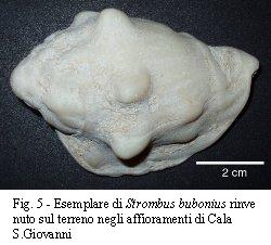 clicca sull'immagine per ingrandila