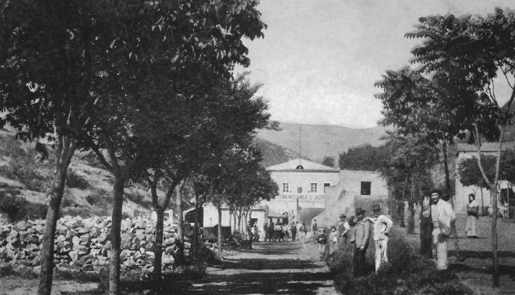 L'antica oliveta di Pianosa