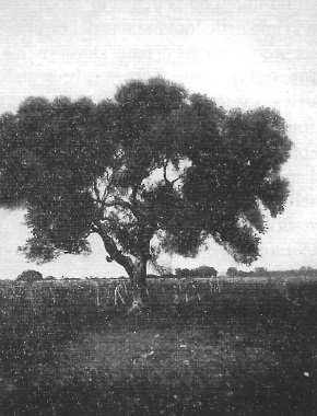 Foto tratta da Sommelier S., L'isola di Pianosa nel Mar Tirreno, Firenze 1909 pag.59