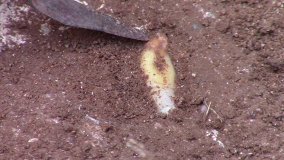 Il resto fossile di un dente umano trovato nella grotta di Pianosa