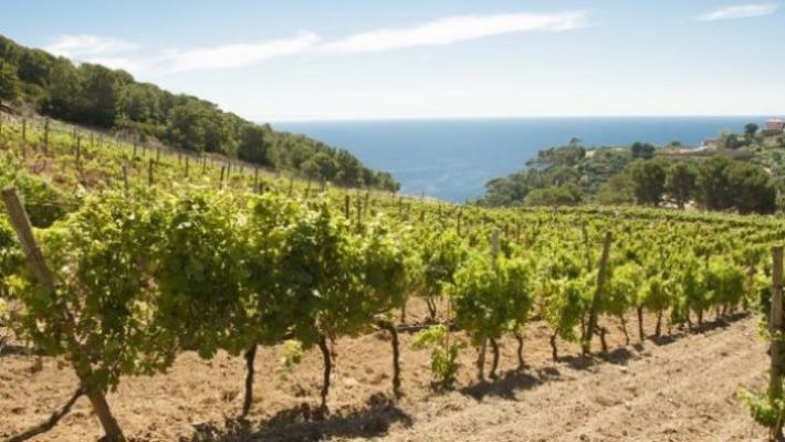 L'isola dei detenuti diventa l'Eden del vino