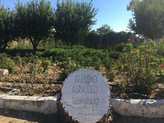 Gli orti a Pianosa