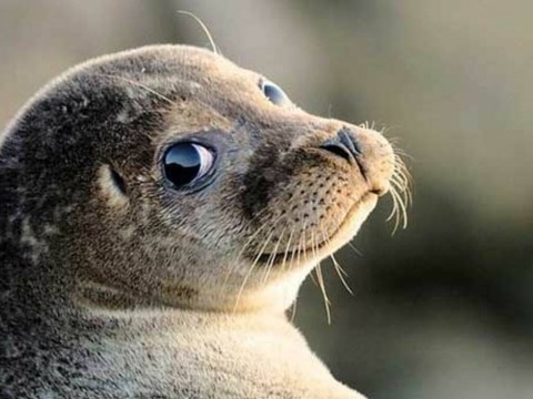 La foca monaca