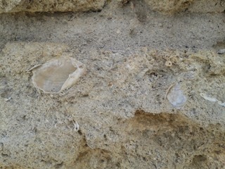 Fossili (dettaglio di un mattone)