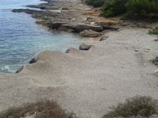 Foglie di Posidonia depositate sulle spiagge
