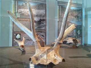 Corna di Cervus Elaphus