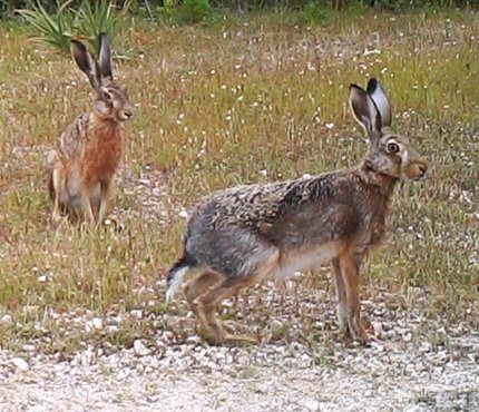 Lepus europaeus meridiei