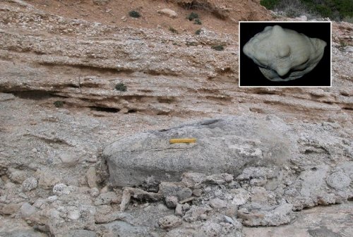Cala dei Turchi: masso di dimensioni superiori al metro intercalato ai sedimenti basali del Tirreniano