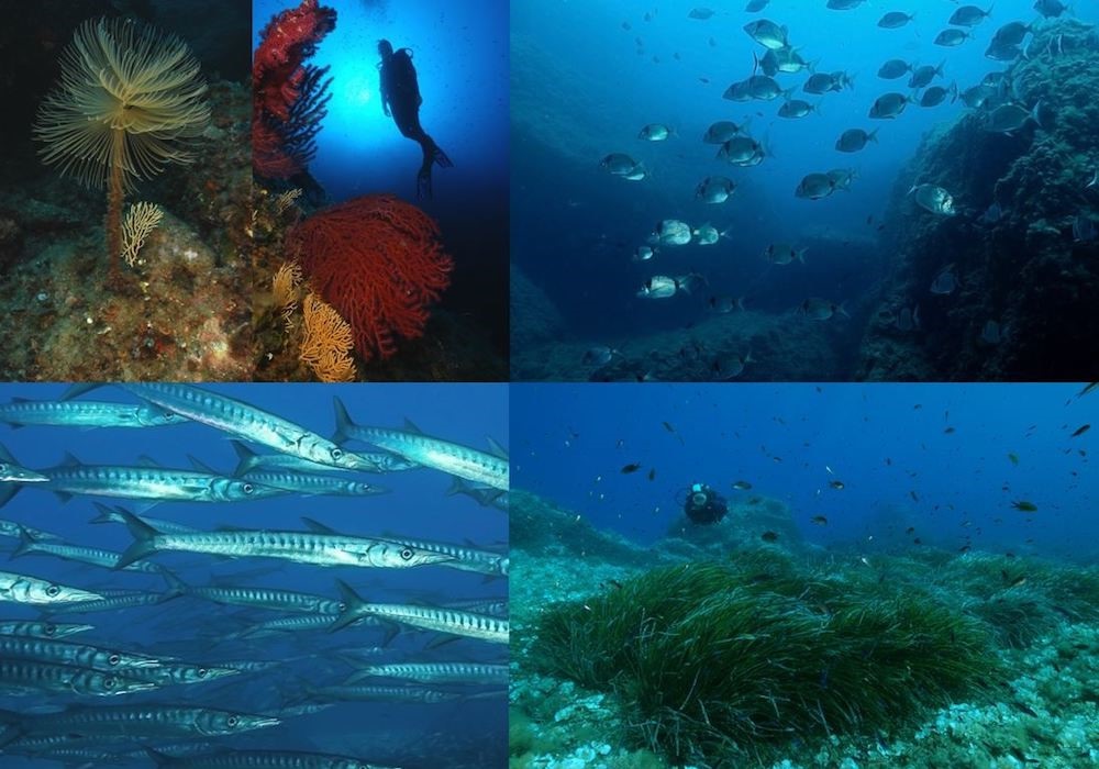 Il mare di 50 anni fa nel paradiso sommerso di Pianosa