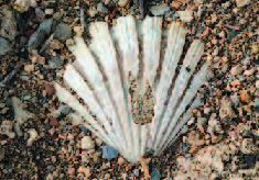 Pianosa