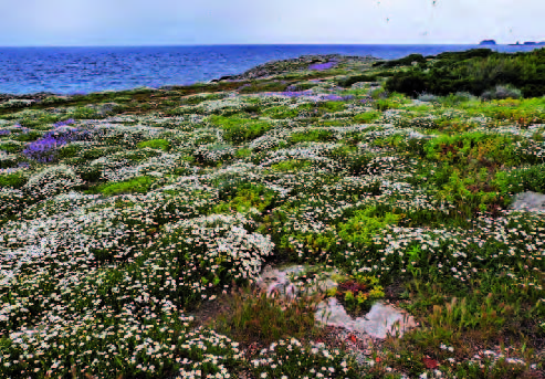 Pianosa