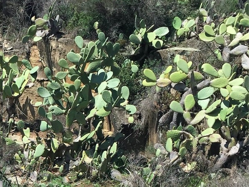Le Pernici di Pianosa e altri pericoli per l'ambiente