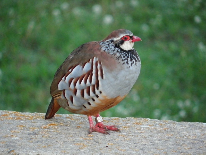Pernice rossa