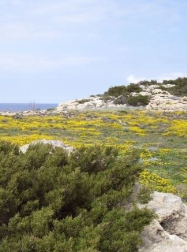 Pianosa in fiore