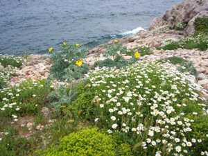 Pianosa a primavera