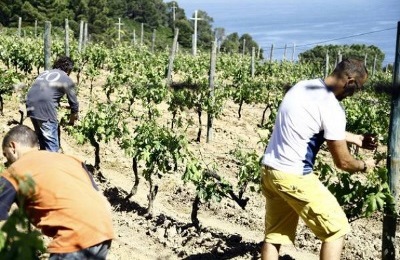 a Pianosa tornano i vigneti