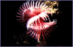 Ciuffo branchiale di un serpulide(Serpula vermicularis)