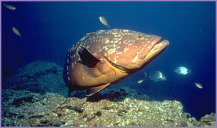 Cernia (Epinephelus guaza)foto di Carlo Gasparri