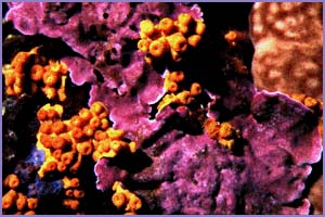 Margherite di mare (Parazoanthus axinellae)su alghe rosse (Pseudolithophyllum expansum)