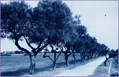 la vegetazione di pianosa: olivi, anni '60 