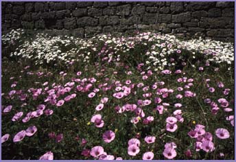 la vegetazione di pianosa: Villucchi rosa (Convolvulus althaeoides)sul Lungomare Agrippa 