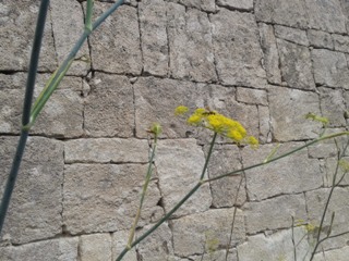 Muro con prevalenza di licheni 