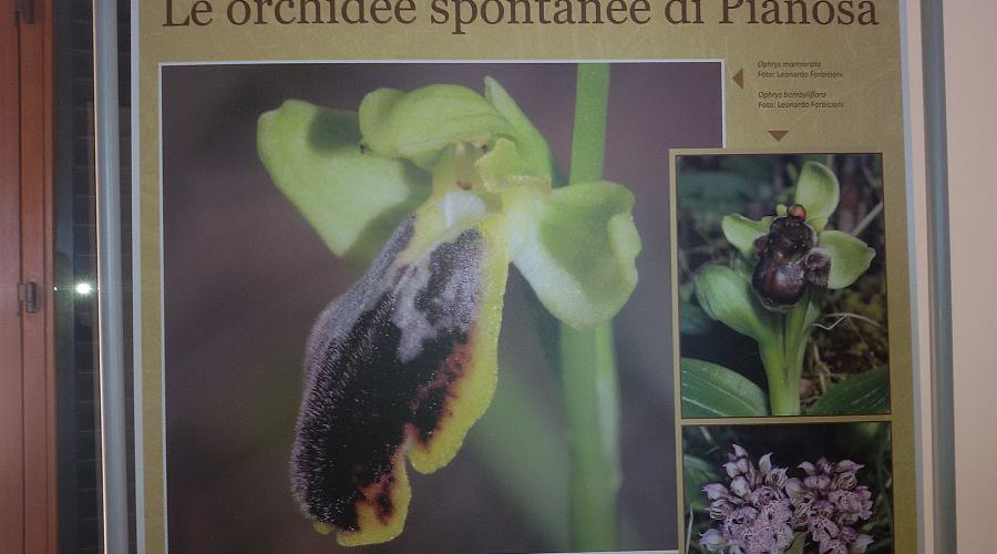 L'orchidea di Pianosa unica in Italia