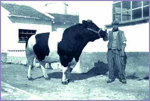 Pianosa - Anni '60, il toro Garibaldi